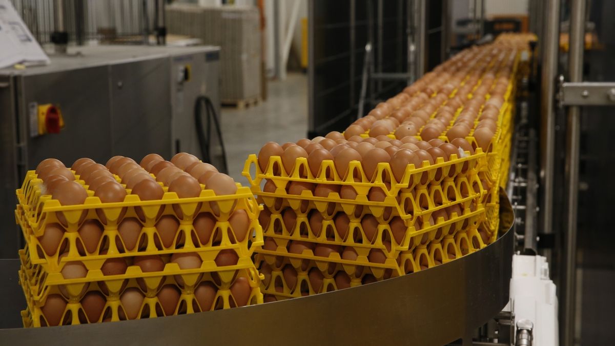 Cena vajec v Česku meziročně vzrostla nejvíc v celé EU